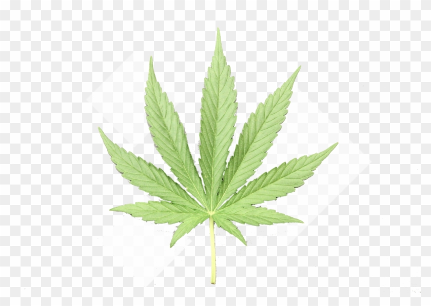 Pot Leaf Png Clipart #467973