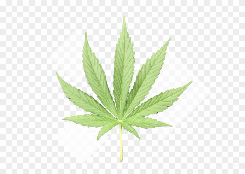 Pot Leaf Png Clipart