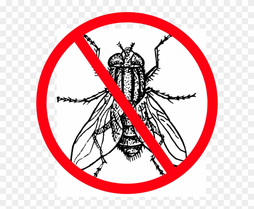 Housefly Black And White Clipart