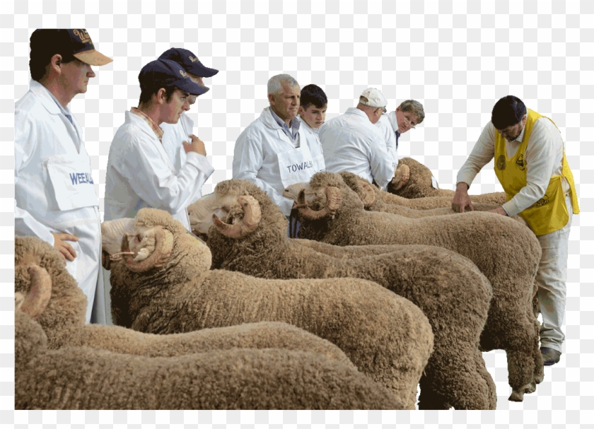 Midstate Merinos Field Day Hogget Competition - Sheep Clipart #468062