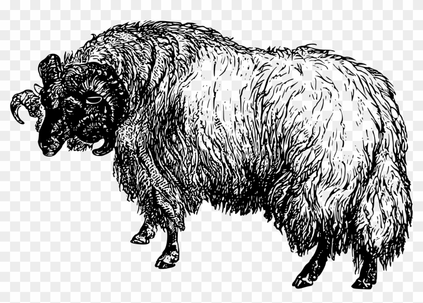 This Free Icons Png Design Of Black-faced Sheep Clipart