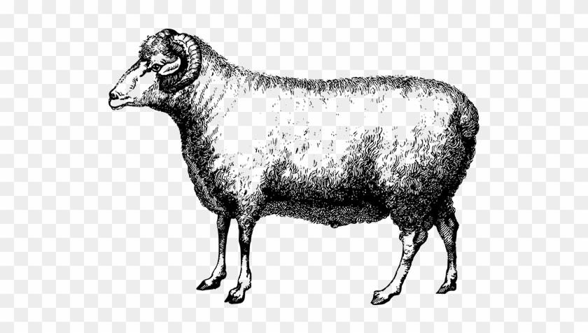 Sheep, Wool Farms Ottawa - Dibujos De Borregos A Lapiz Clipart #468315