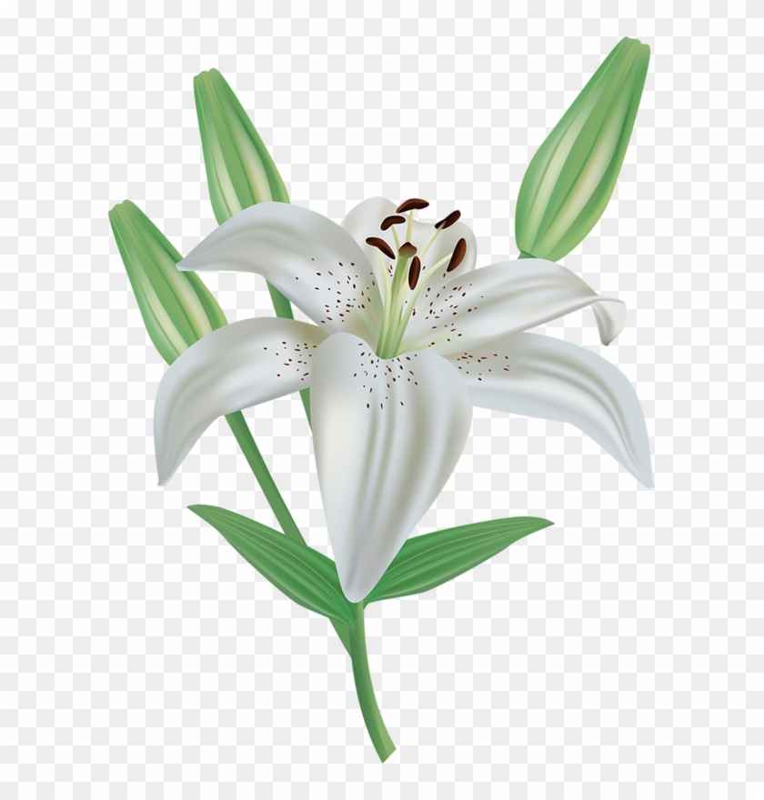 Фото, Автор Soloveika На Яндекс - White Lilies Clipart - Png Download