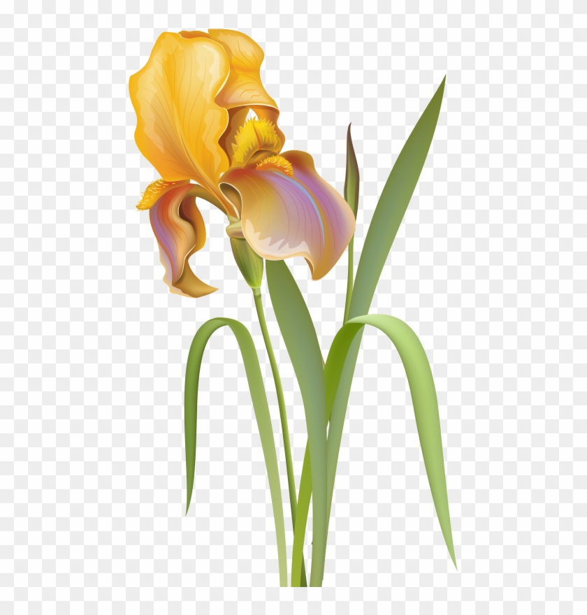 Free Png Download Iris Flower Clipart Png Photo Png - Iris Flower Iris Png Transparent Png #468811