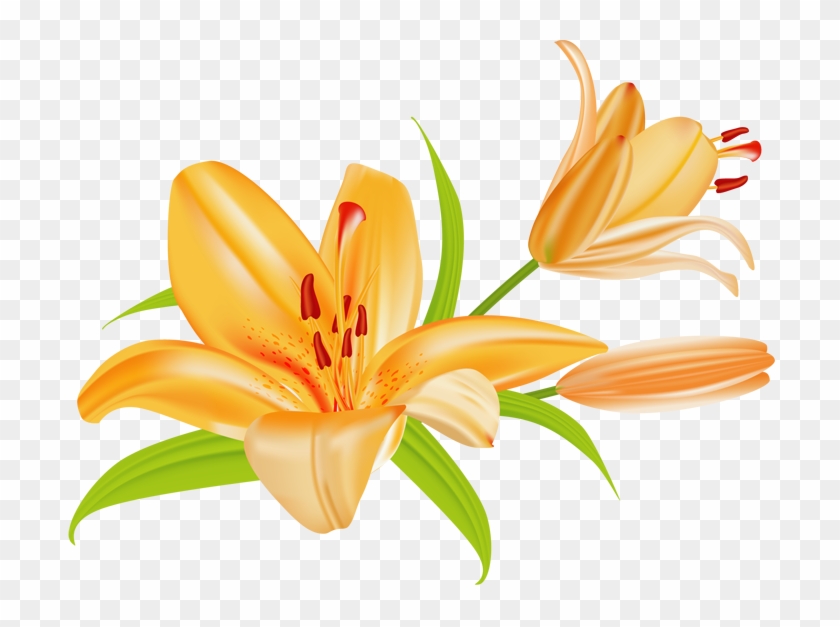 Lilies Flower Clipart - Clip Art Of Lily Flower - Png Download