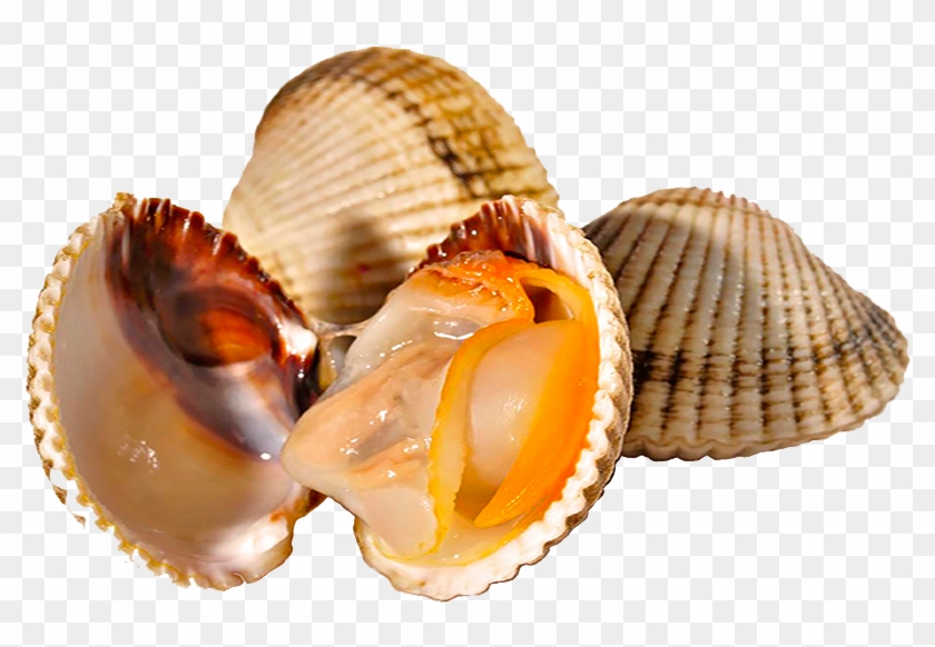 Marisco Png - Imagens Mariscos Png Clipart #4600016