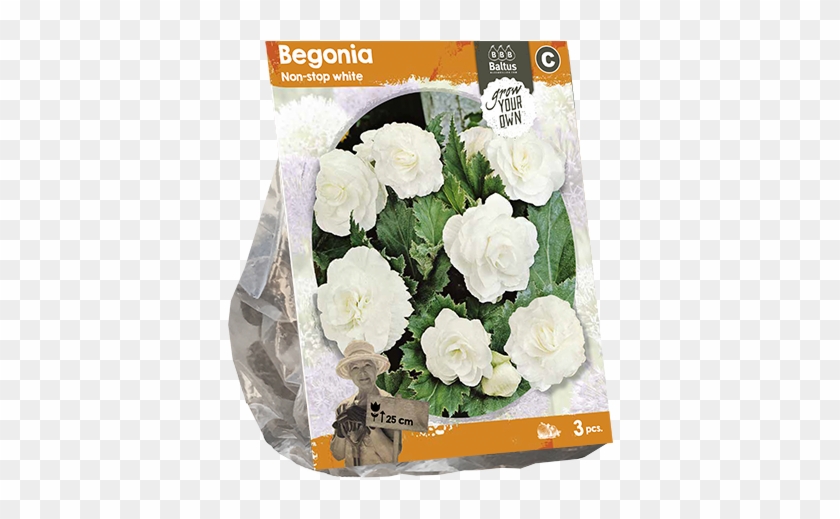 222100 Begonia Non-stop White Per 3 - Bouquet Clipart #4600070