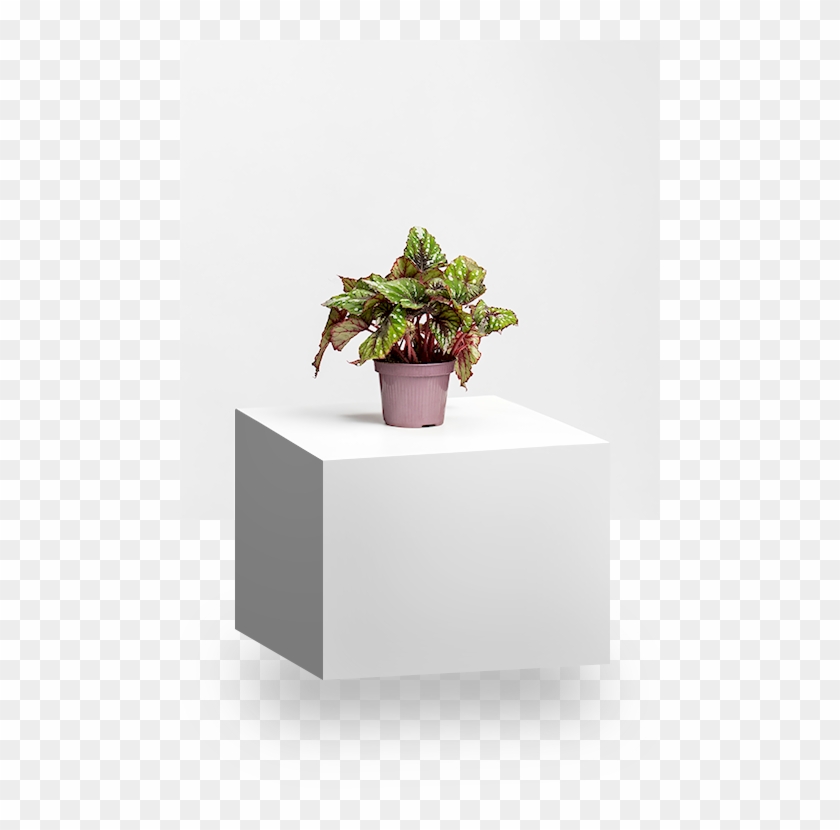 Begonia Magic Colours - Flowerpot Clipart #4600147