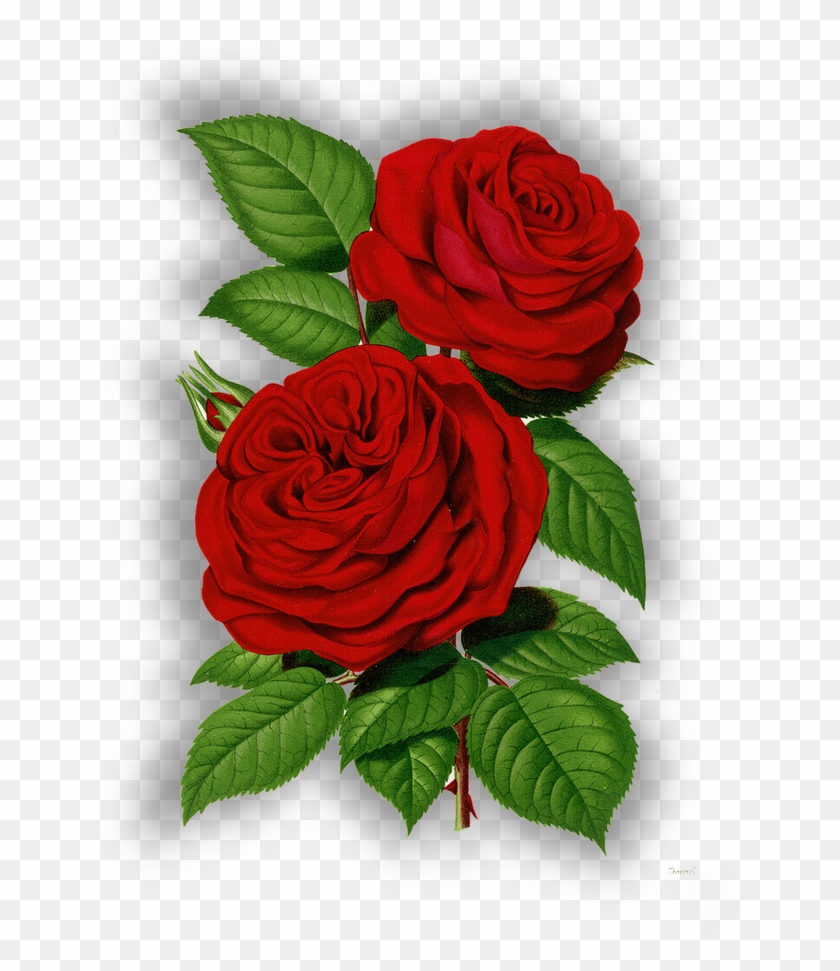 Rosas Png Sin Fondo - Victorian Red Roses Clipart #4600718