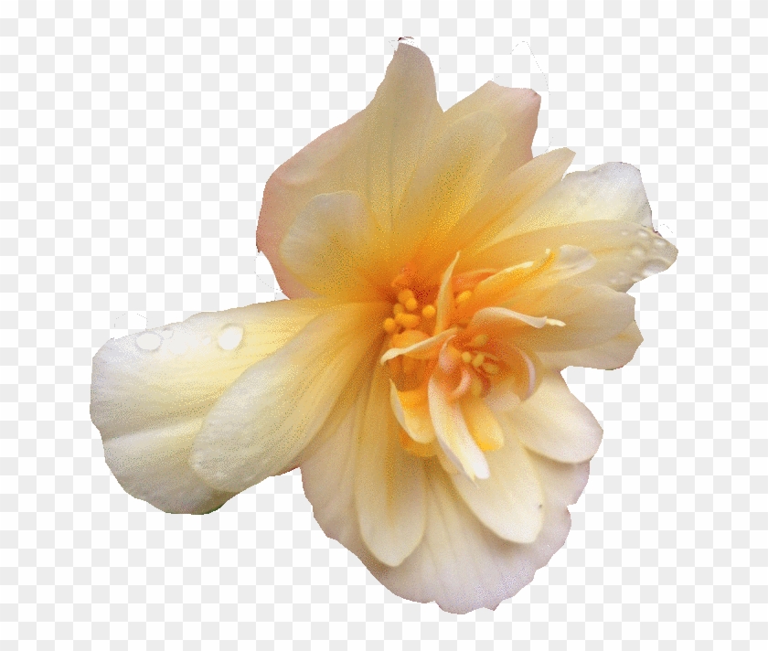 Begonia , Png Download - Begonia Clipart