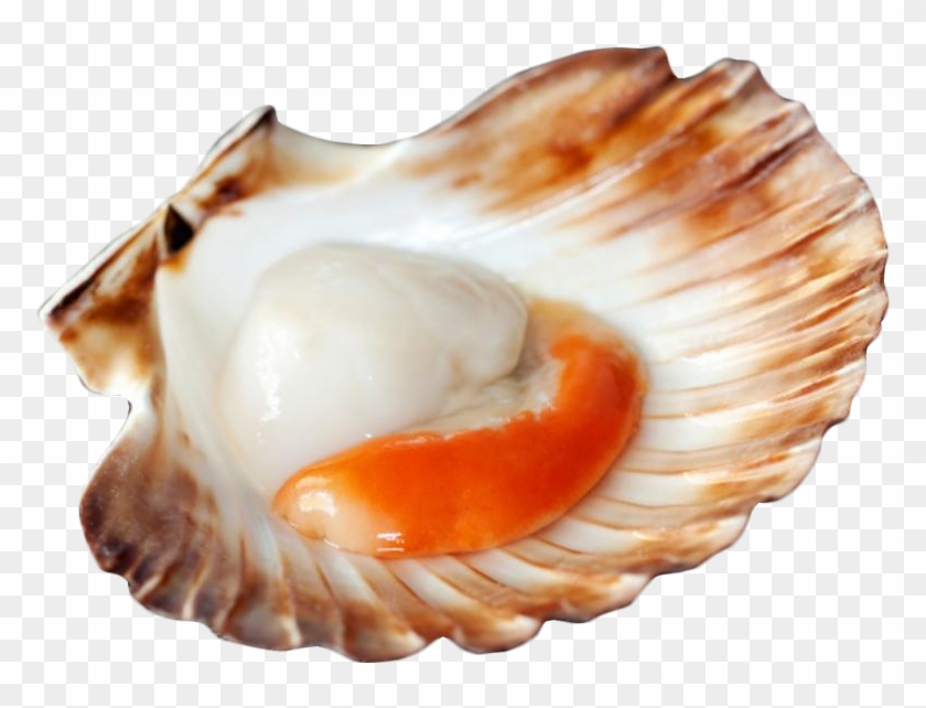 Vieira Eviscerada - New Zealand Scallops Clipart