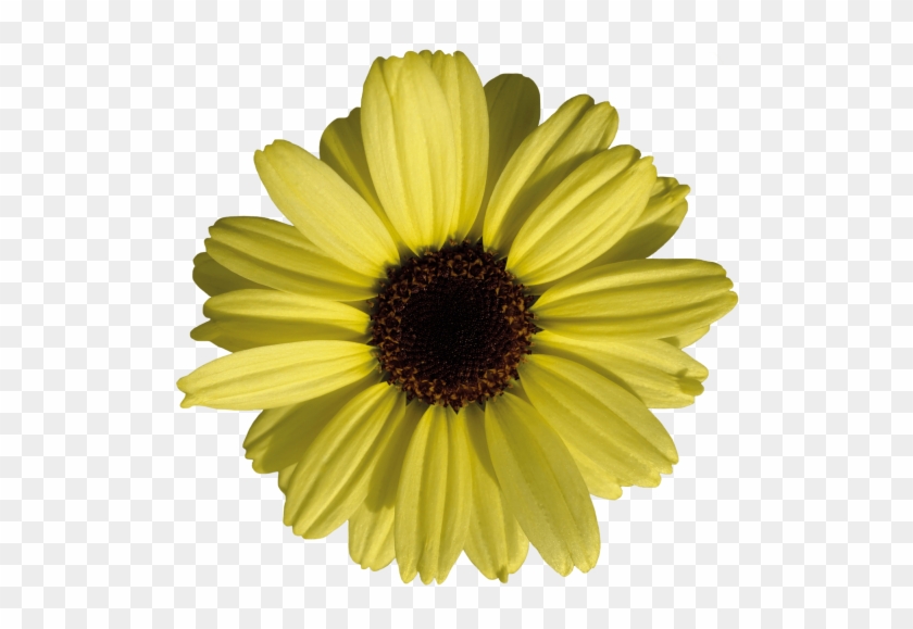 You May Also Like - Daisy Clipart #4601605