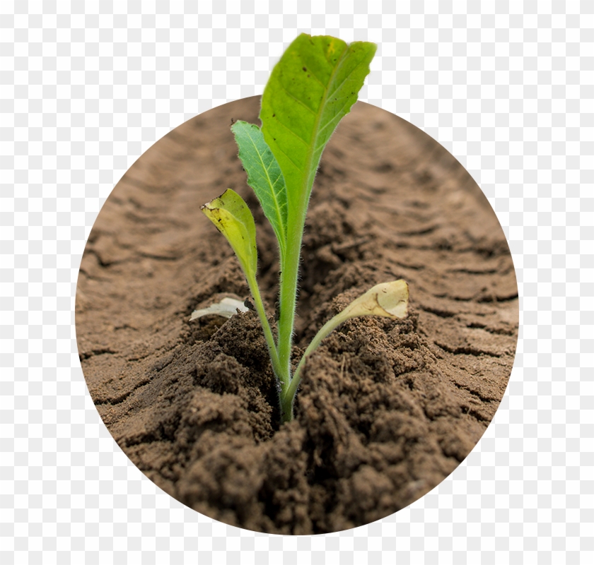 Our Tobacco Is Valued By Manufacturers Worldwide For - Anthurium Clipart