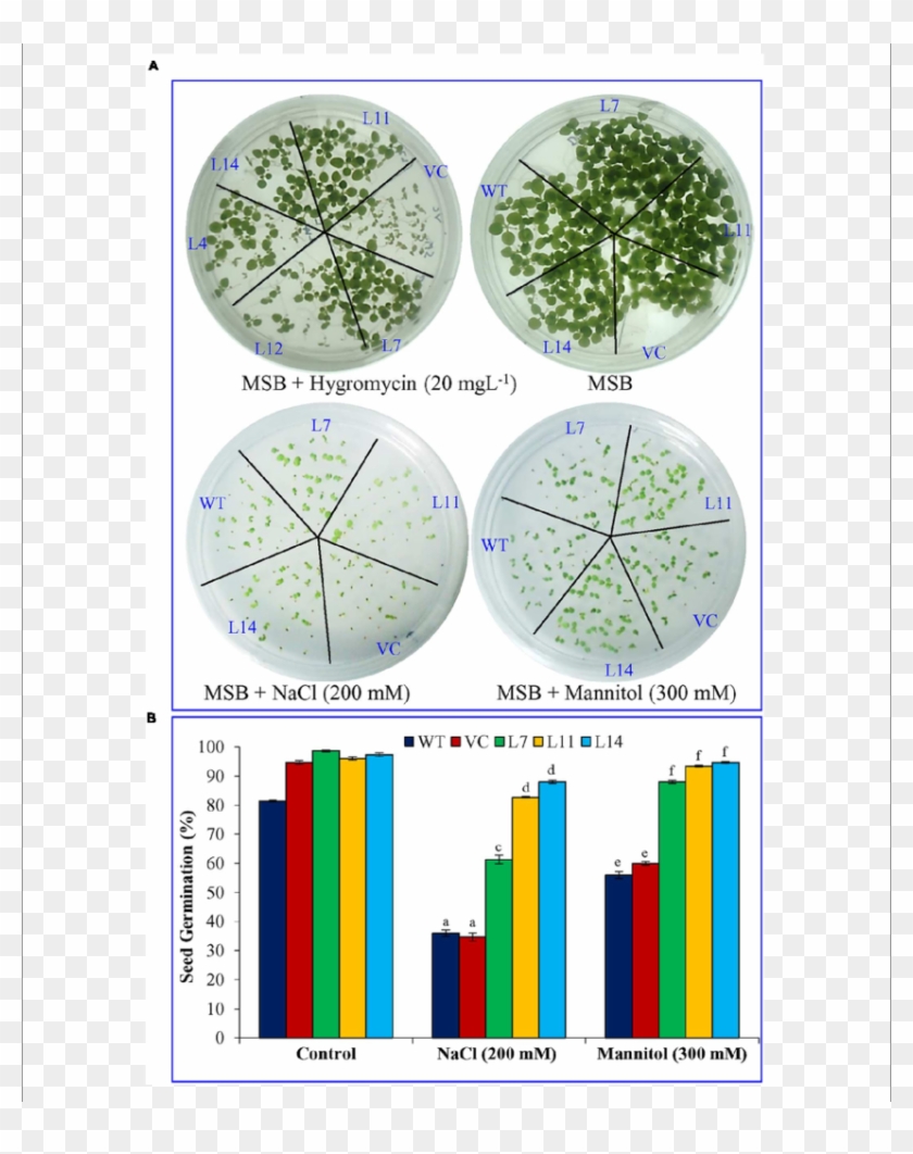 Seed Germination Analysis Of Transgenic Tobacco Plants - Circle Clipart