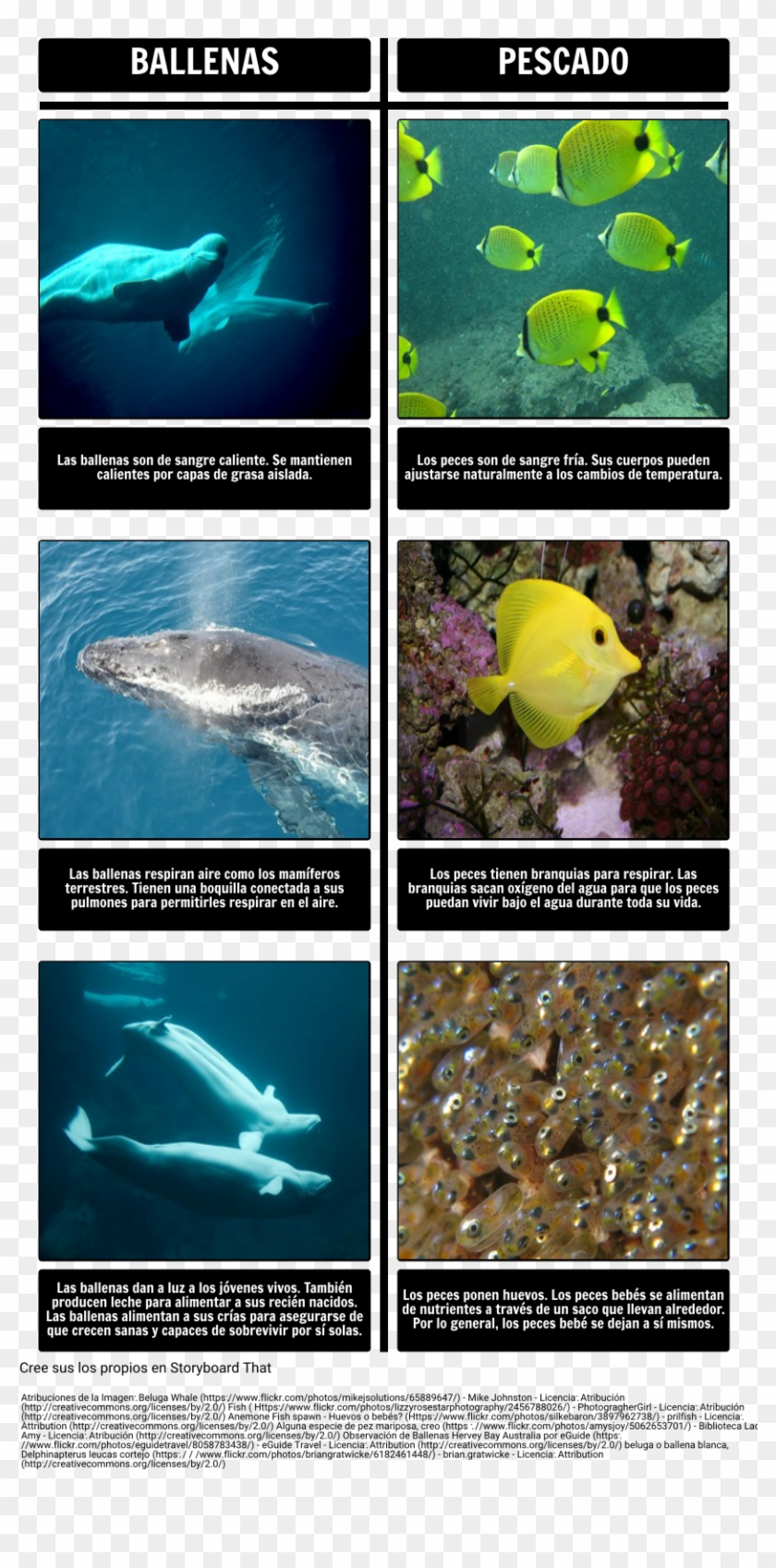 Amos Y Boris - Fish Spawn Clipart