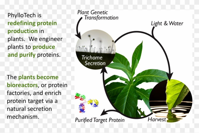 Maize Seed Protein Factories - Protein Production In Plants Clipart