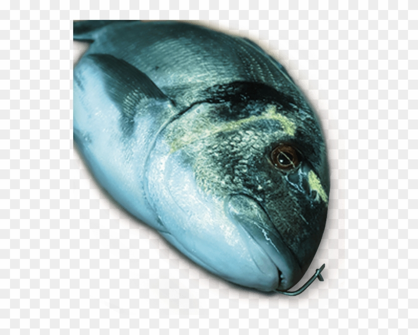 Tamaño - - Marine Mammal Clipart #4602757
