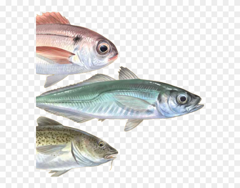 Cada Pescado Tiene Una Historia - Bait Fish Clipart