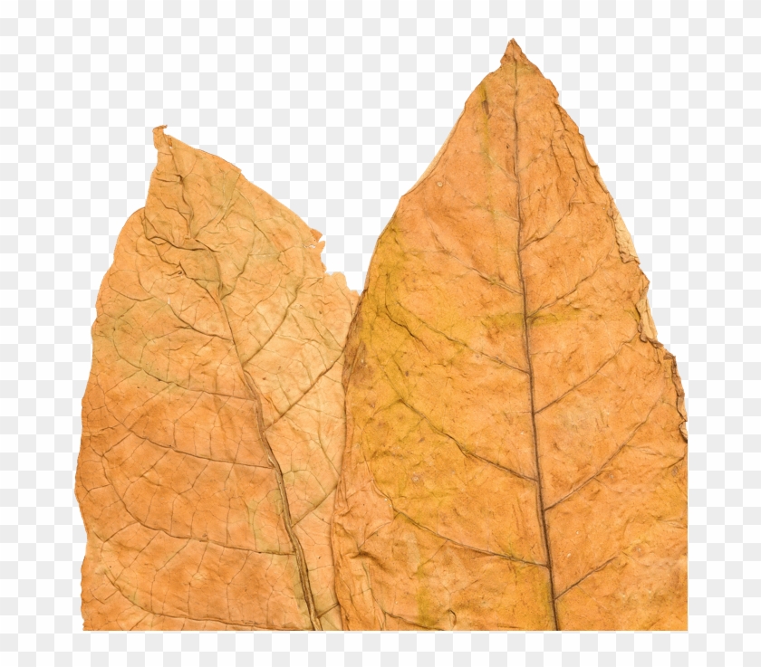 Tobacco Leaf - Gambel Oak Clipart #4603185