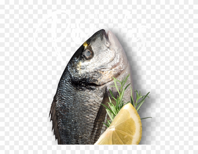 Oily Fish Clipart