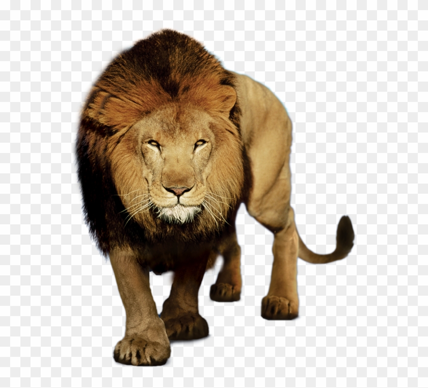 Leao Em Png - Rosto De Leão Png Clipart #4604030