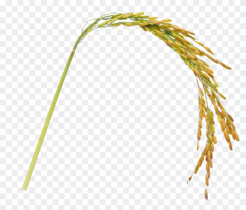 Entradas De Arroz - Hierochloe Clipart #4604174