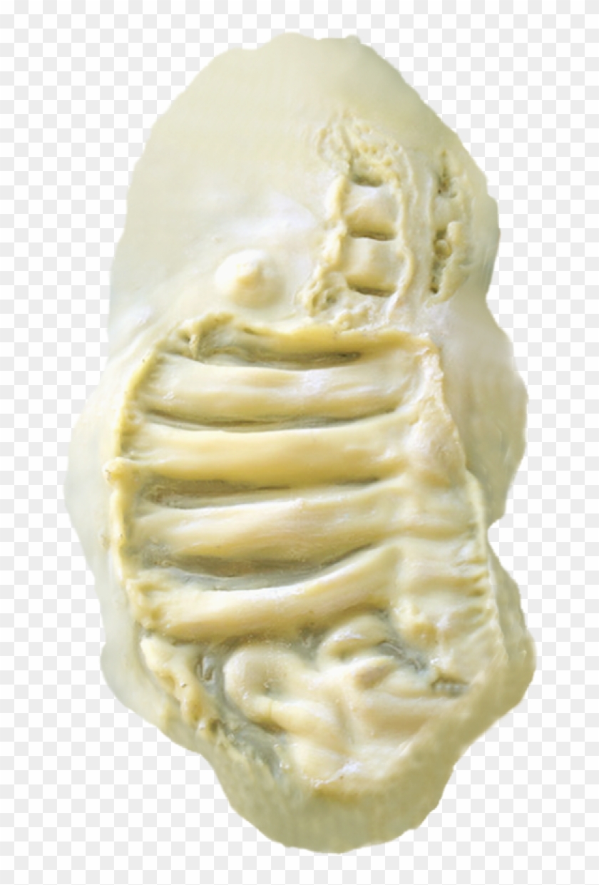 Sfx Zombie Chest Sfx Zombie Chest - Skull Clipart