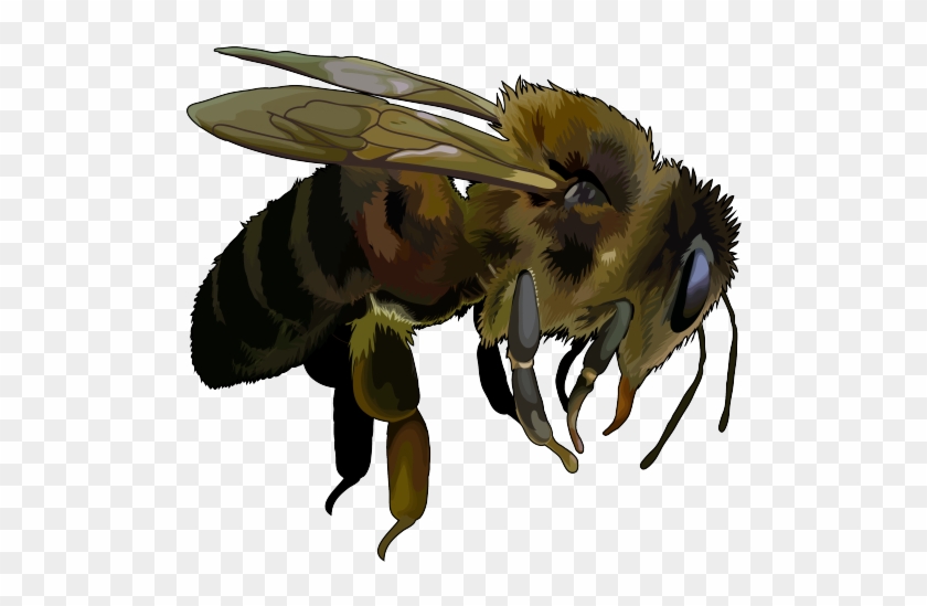 Abeja Africana En Png Clipart
