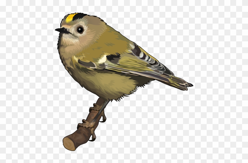 Reyezuelo - Simbolo Animal De Tenerife Clipart #4608273