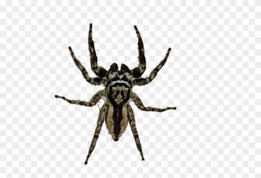#spider #spiders #araña #arañas - Araneus Cavaticus Clipart #4610755