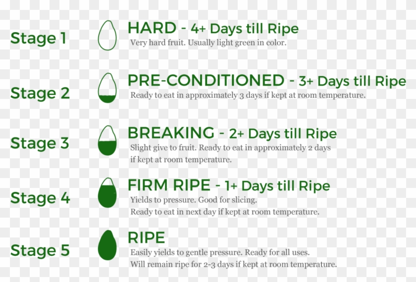 We Deliver Avocados To Our Retailers At Stage 3 Or - Circle Clipart #4611185