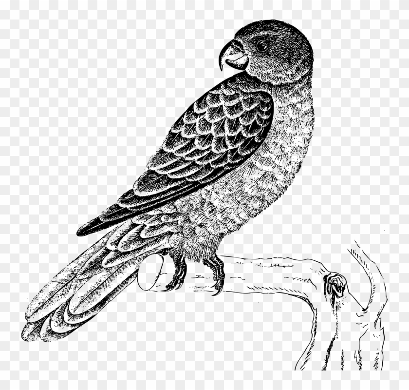 Animal Bird Painting Parrot Plumage Watercolor - Parrot Bird Black And White Clipart #4611748
