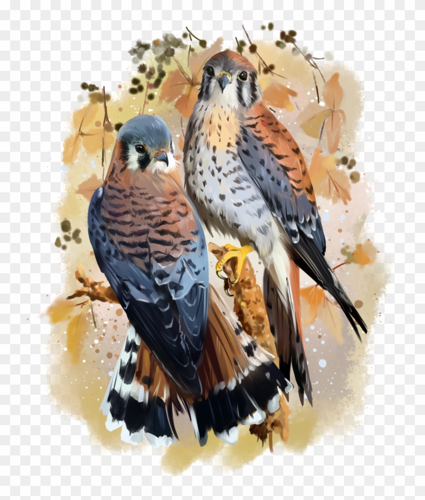 Clip Art Library Library American Kestrel Watercolor - Watercolor Painting - Png Download #4611778