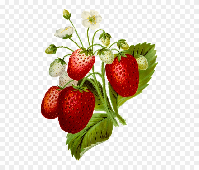 Discover Ideas About Strawberry Plants - Strawberries Plant Png Clipart #4611887