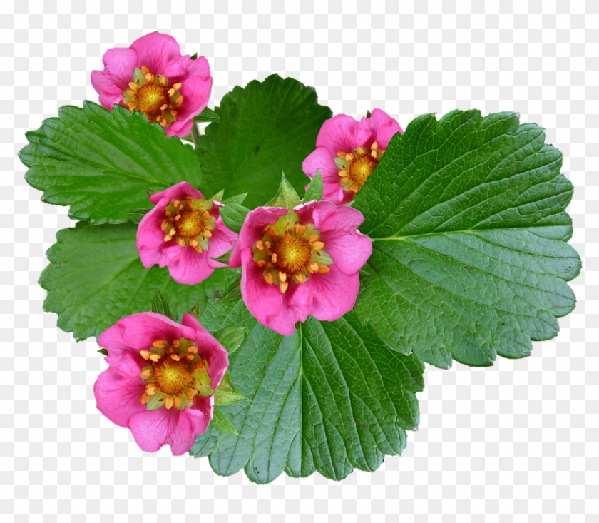 Flowers Pink Strawberry Plant - Begonia Clipart