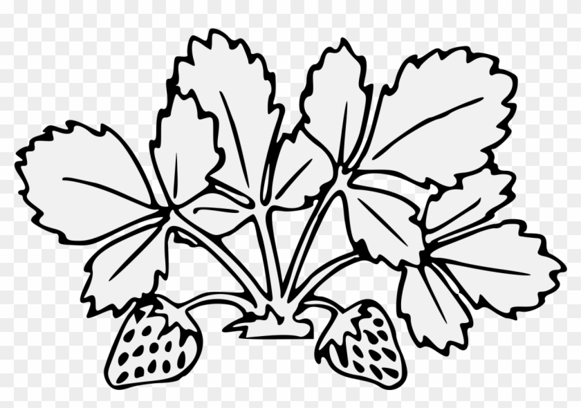 Details, Png - Strawberry Plant Png Black And White Clipart #4612020