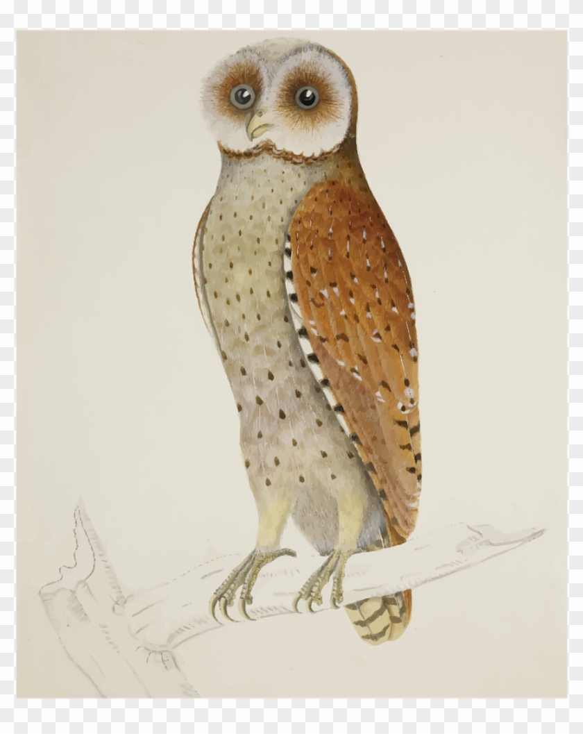 Warna Lukisan Burung Hantu Clipart