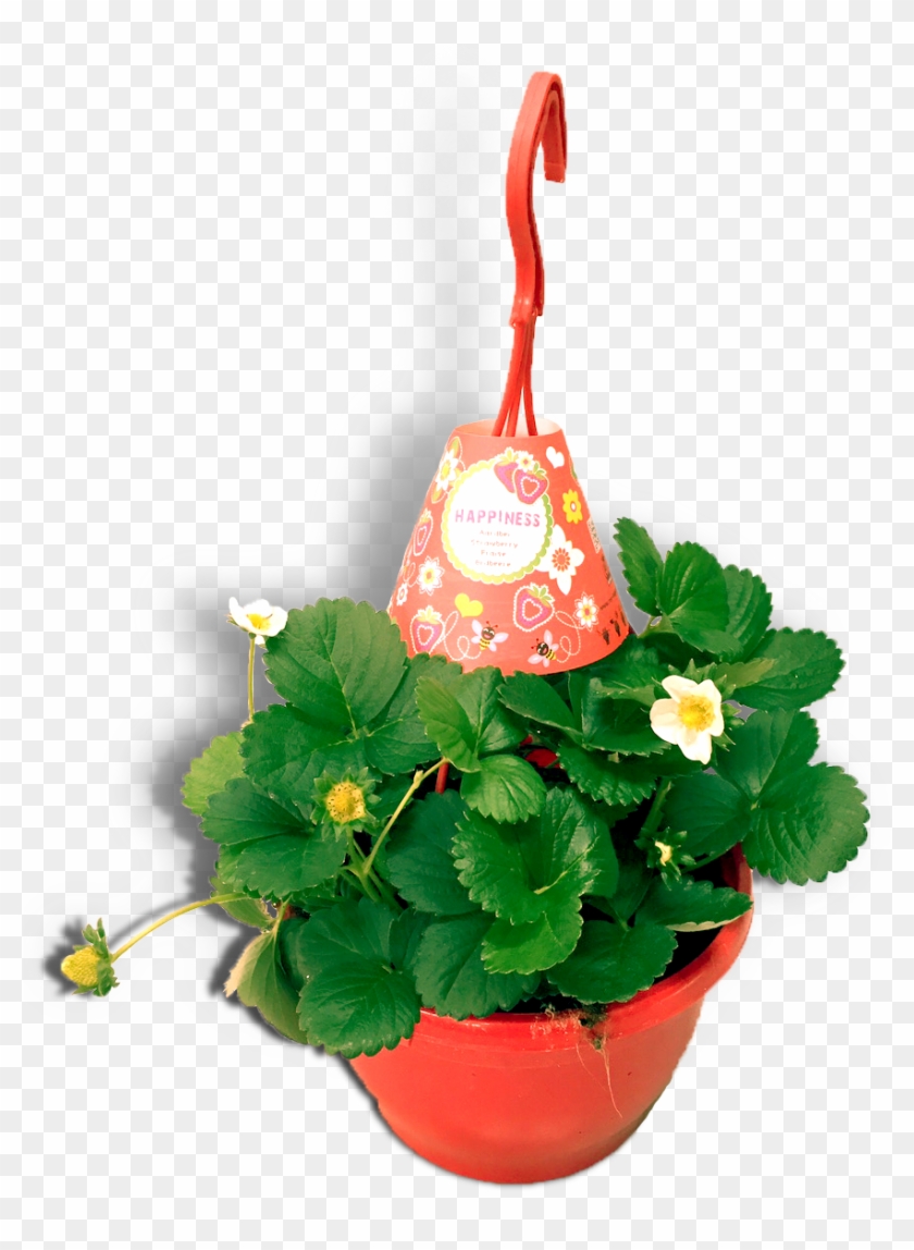 Aardbeienplant 22cm Hangpot Productfoto Wit Shadow - Flowerpot Clipart #4612279