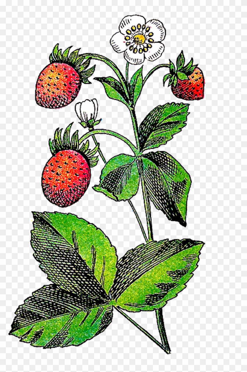 Fruits Flowers Clipart - Plant With Flower And Fruit Clipart - Png Download