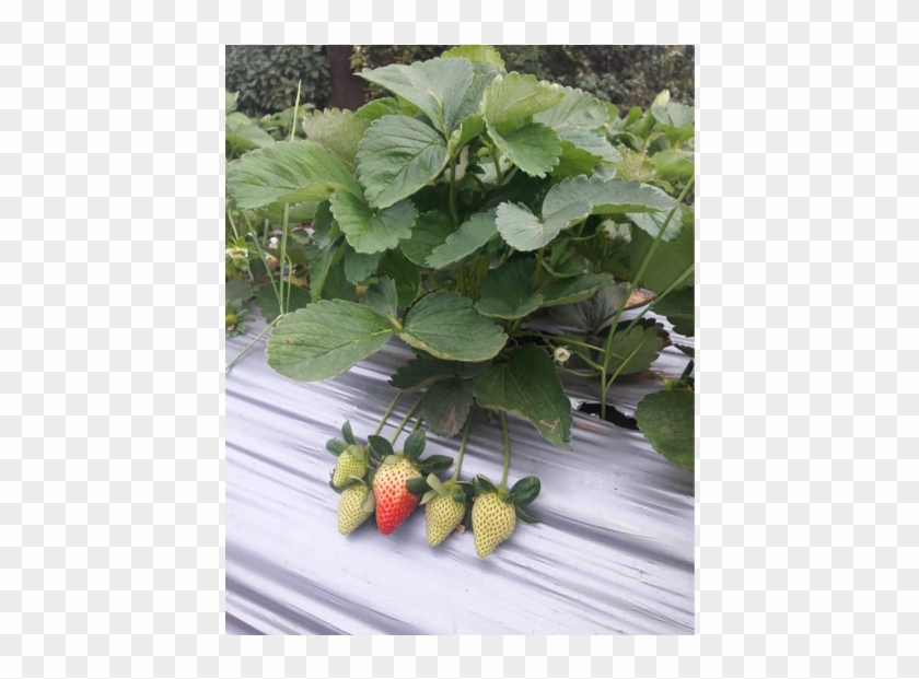 Order Now - Strawberry Clipart #4612357