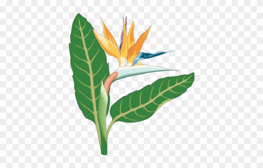 Bird Of Paradise Clipart Watercolor - Png Download