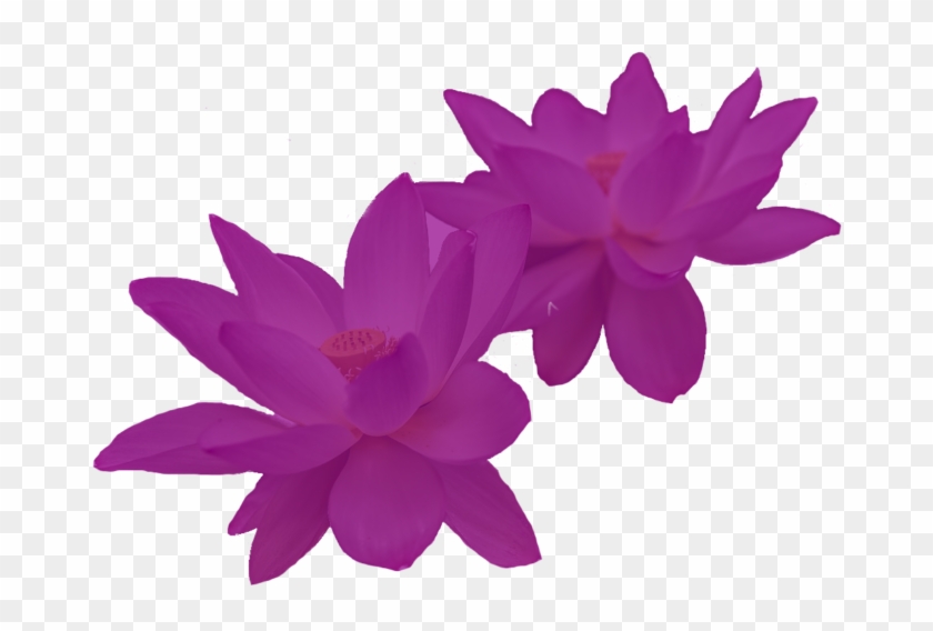 Water Lily Clipart #4613128