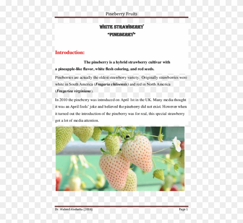 Pdf - White Strawberry Clipart #4613361