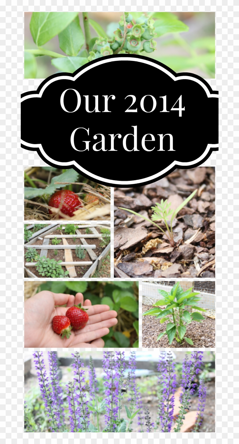 Our 2014 Garden - Strawberry Clipart