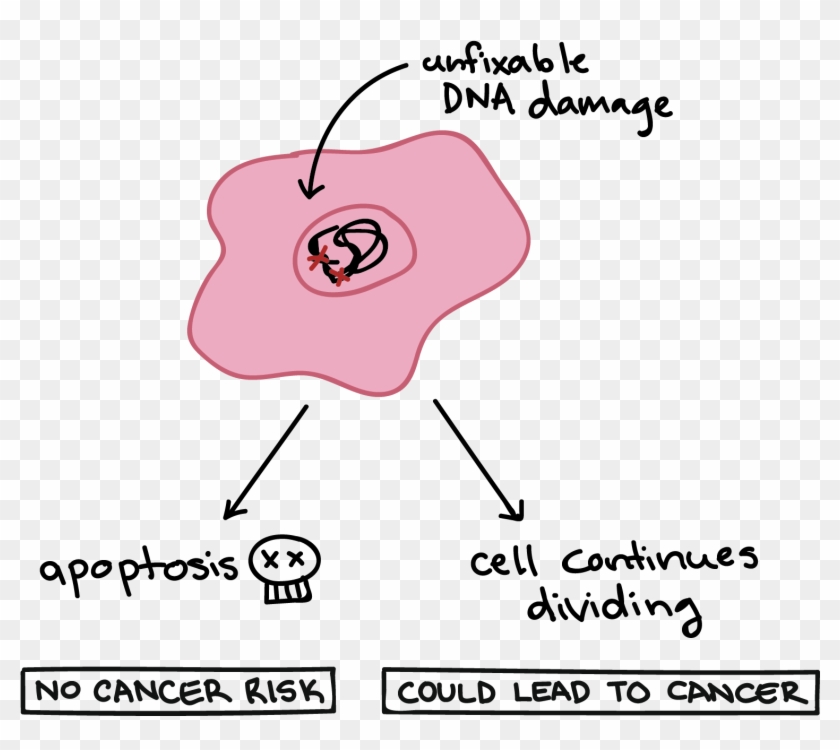 When Cells Have Dna Damage But Fail To Undergo Apoptosis, - Apoptosis Examples Clipart #4613841