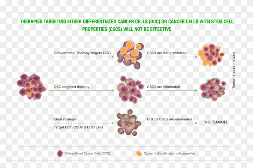 Cancer Stem Cells - Floral Design Clipart #4613964