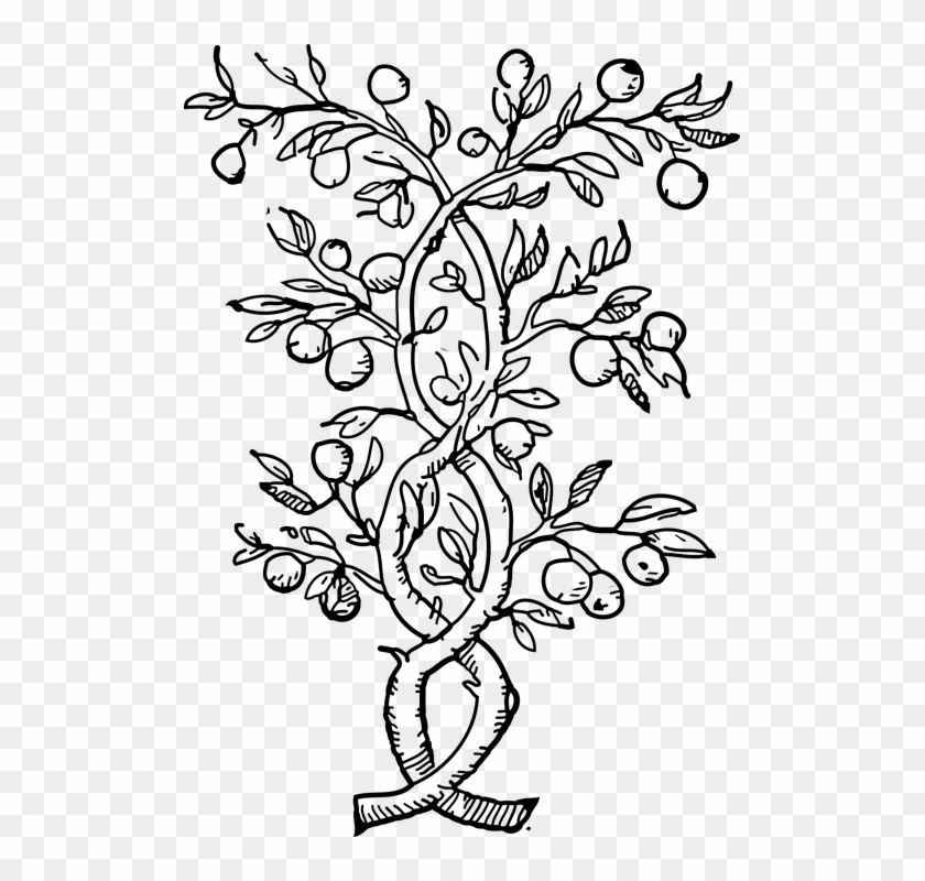 Plants Climbers Vines Black And - Fruit Tree Black And White Clipart