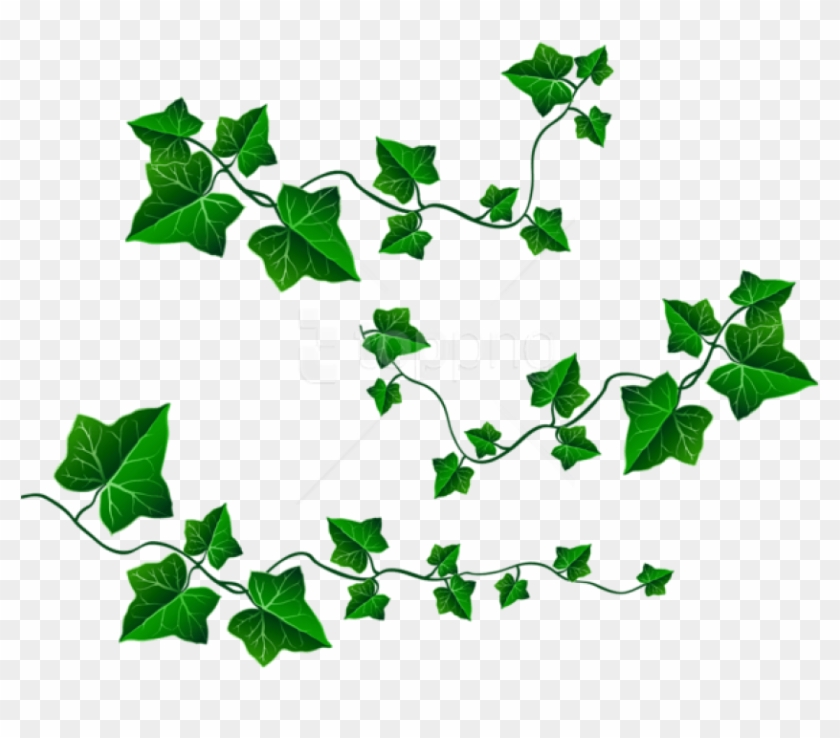 Download Png - Clipart Vines And Leaves Transparent Png