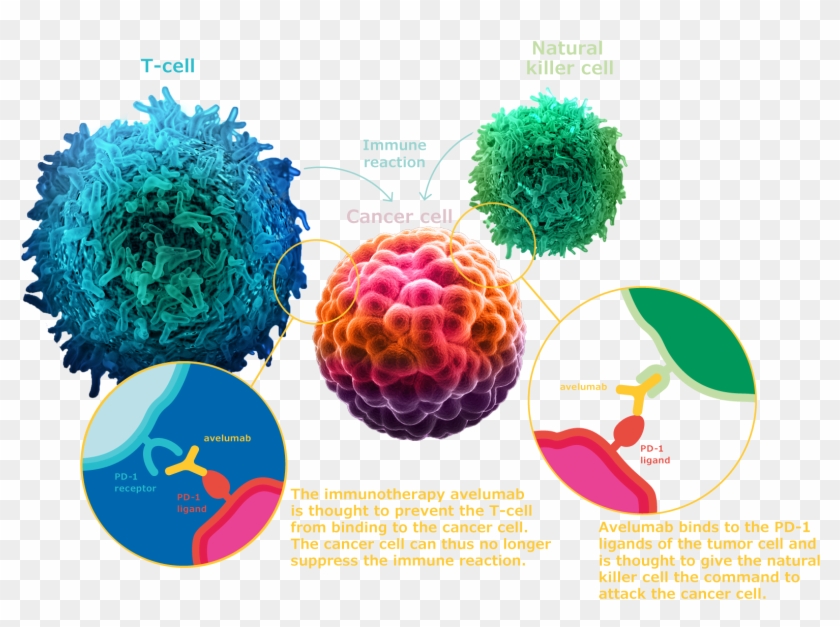 A Camouflaged Attack - Tumor Cell Png Clipart #4614238