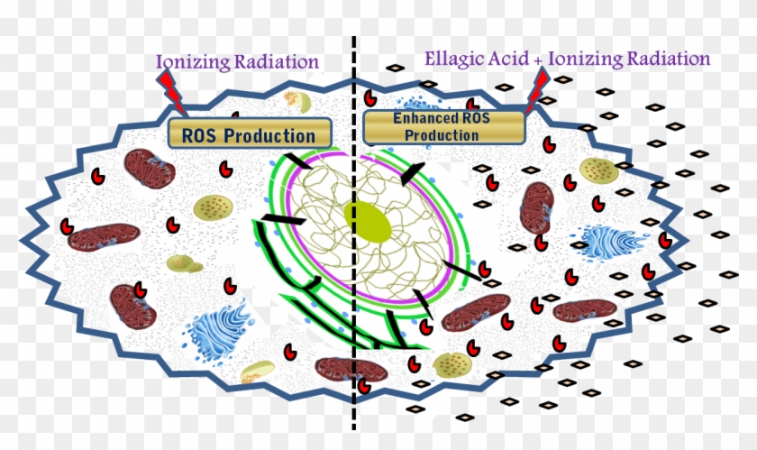 Model Showing Effect Of Ionizing Radiation Alone And - Circle Clipart
